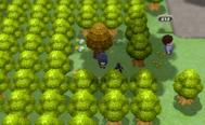 A Pokémon Trainer and their Empoleon standing in front of a honey tree on Route 212 in Pokémon Brilliant Diamond and Shining Pearl.