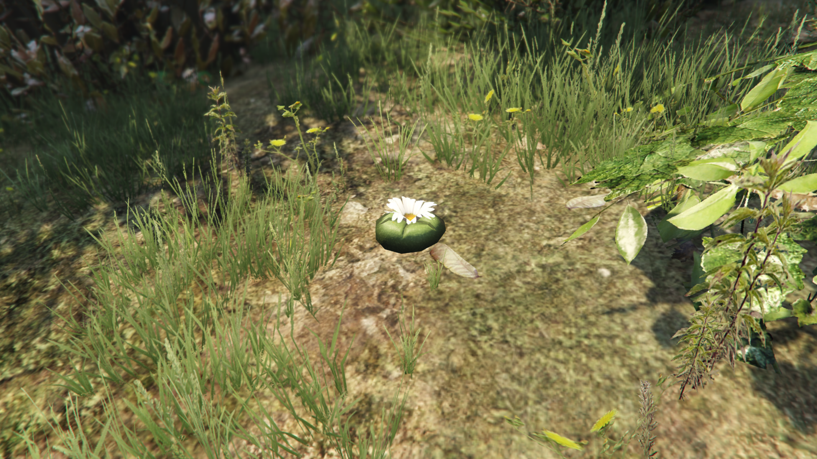 GTA Online Peyote Plant locations