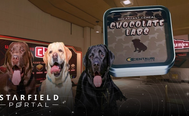 starfield chocolate labs